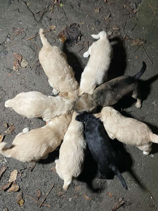 Метіси Кокер-спаніеля