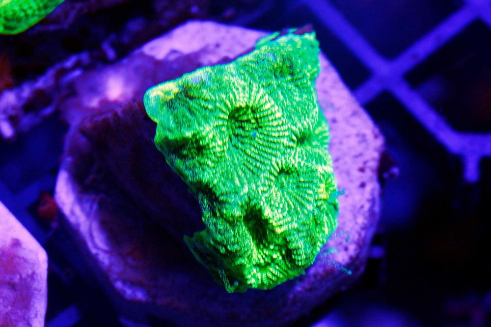 Goniastrea Ultra Fluo (żarówka) Szczepka 3x3cm FLUOLAMPS.PL WYSYLKI