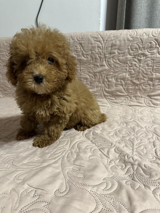 Малтипу Редбраун хлопчик