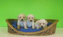 Labrador Retriever szczenię