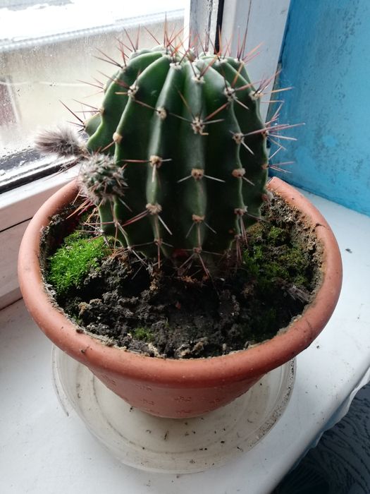 Кактуси, кактуси