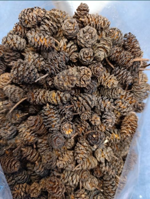 Szprzedam szyszki olchy 50 szt za 10 zł.