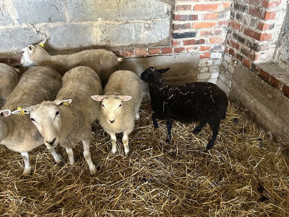 Sprzedam baranki czysto rasowe texel