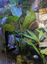 Anubisa olbrzym roślina akwariowa