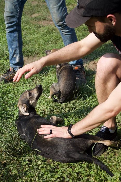 Собака Річі шукає родину