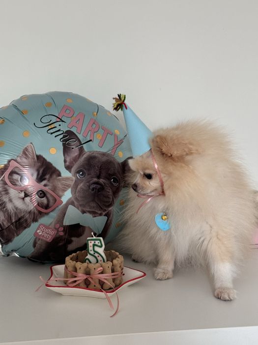 Вязка померанский шпиц