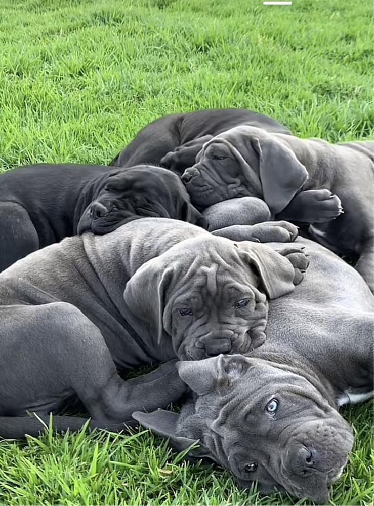 Мажорчики Cane corso Italiano-від питомника)