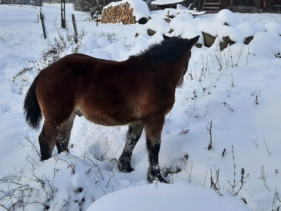 Ogierek zimnokrwisty.