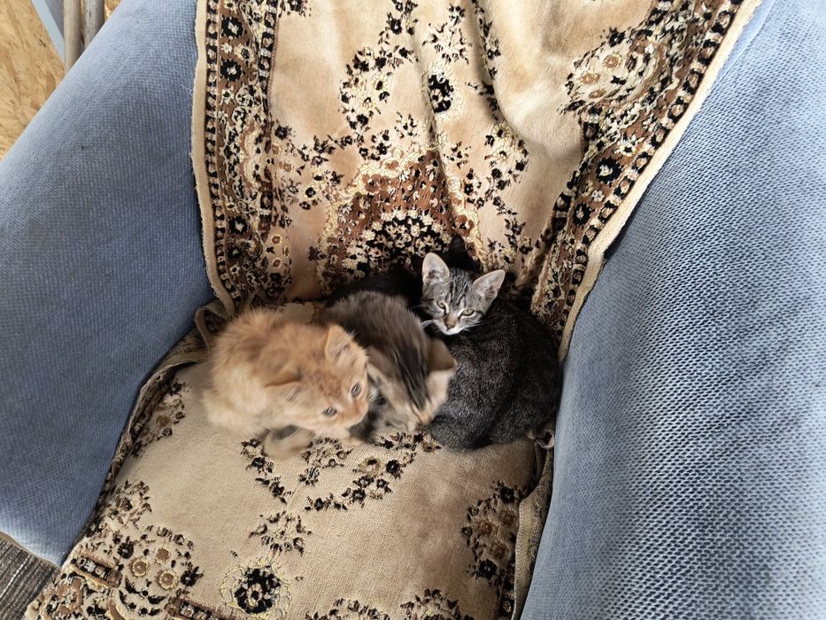 Кошенята віддамо у добрі руки