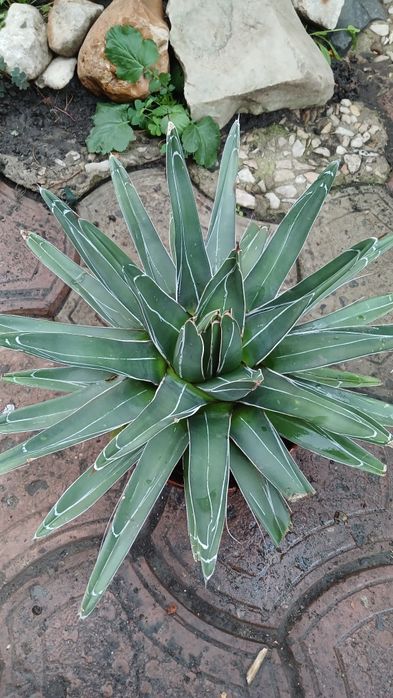 Agave Victoriae, агава Вікторія