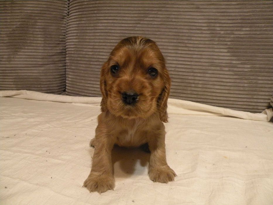 Cocker spaniel angielski suczka