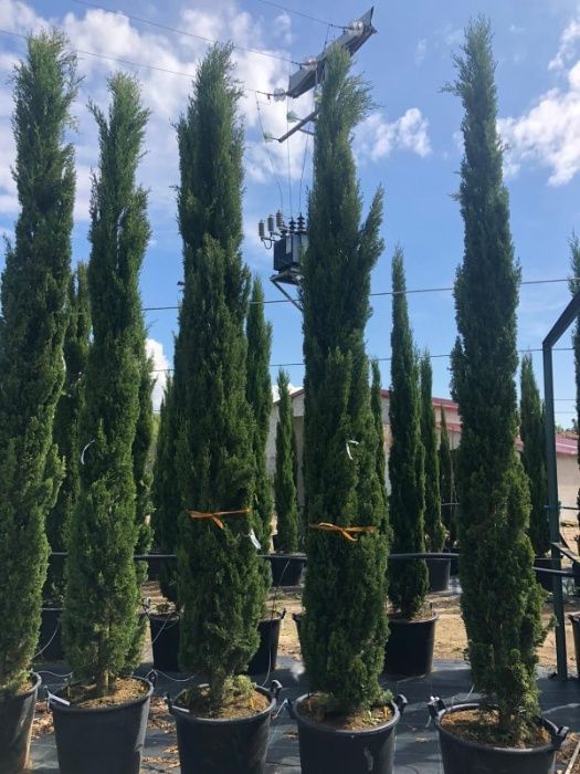 Cupressus Totem 50cm-600cm