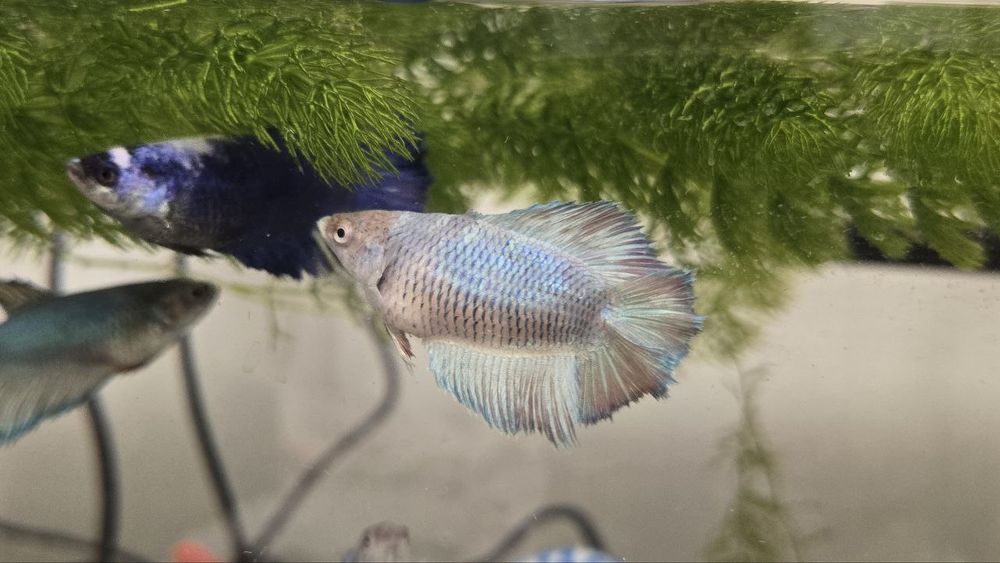 Рыбки петушки ,на подарок  и просто для души