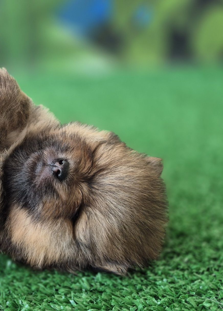 pomeranian szpic miniaturowy chłopiec dostępny do rezerwacji