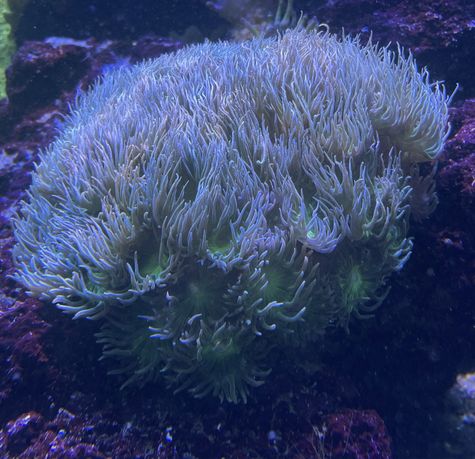 Dunca Axifuga LPS szczepki koral akwarium morskie