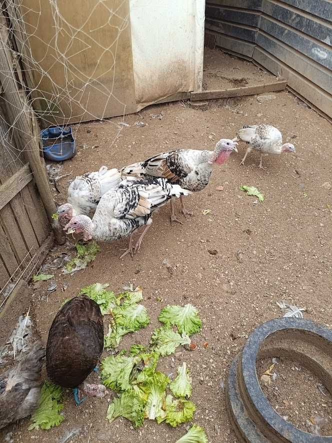 cabras anãs,perus,patos mudos