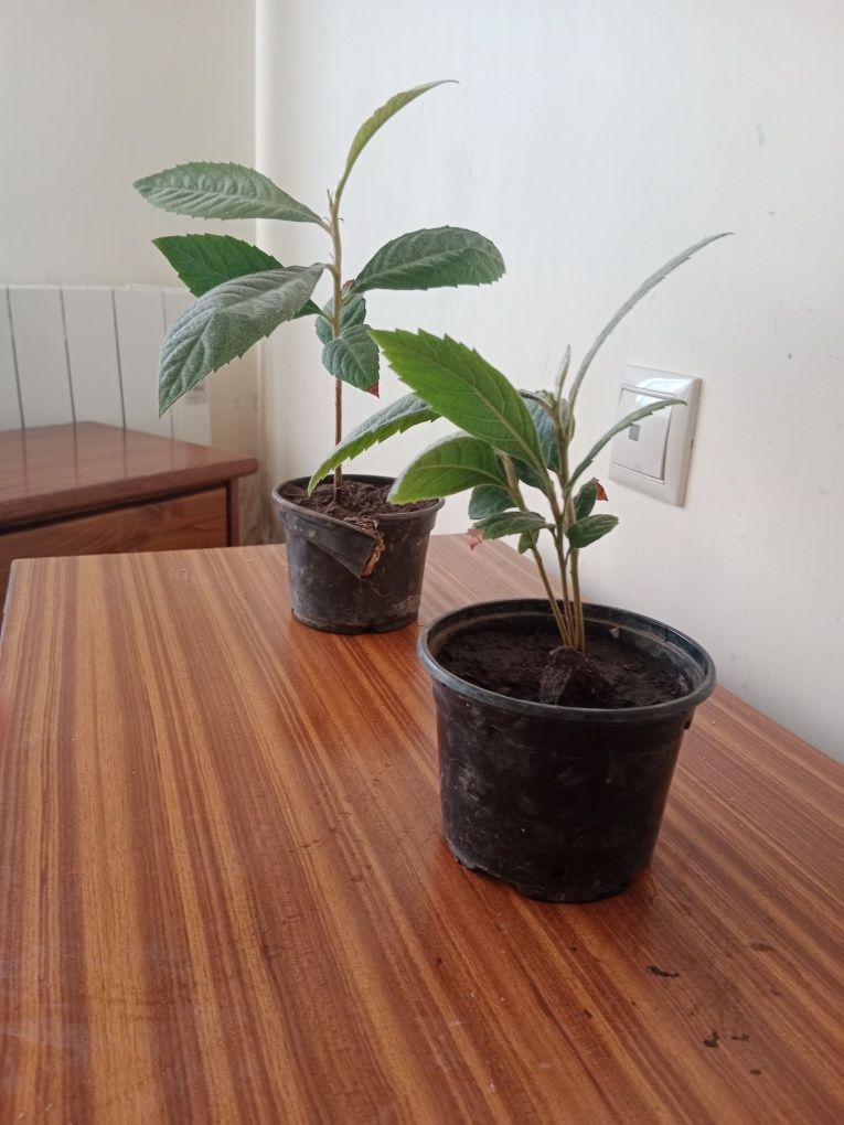 Nespereiras jovens em vaso – prontas para plantar