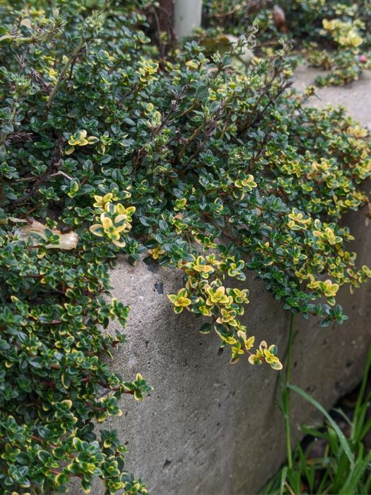 Вуличні рослини, плетючі і кущові