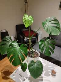 Monstera dziurawa monstera Deliciosa sadzonki