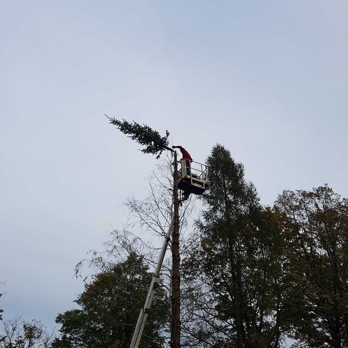 Wycinka drzew, wysokościowa wycinka drzew, wywóz masy zielonej
