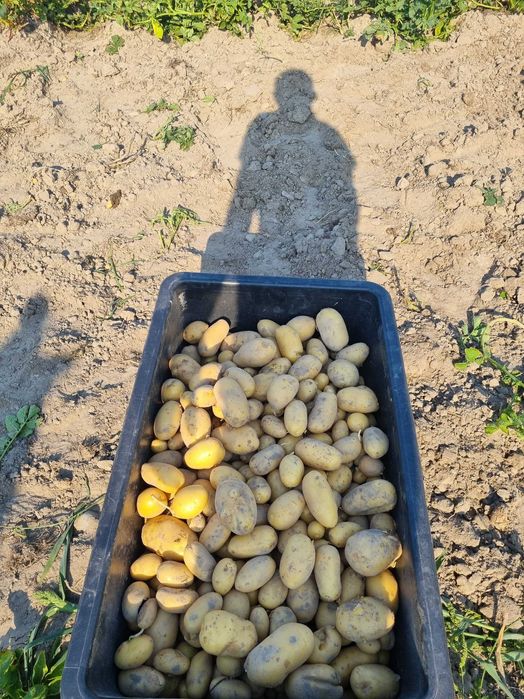 Sprzedam ziemniaczki