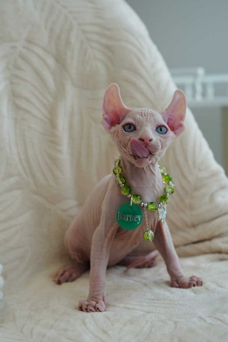 Барні хлопчик породи Ельф