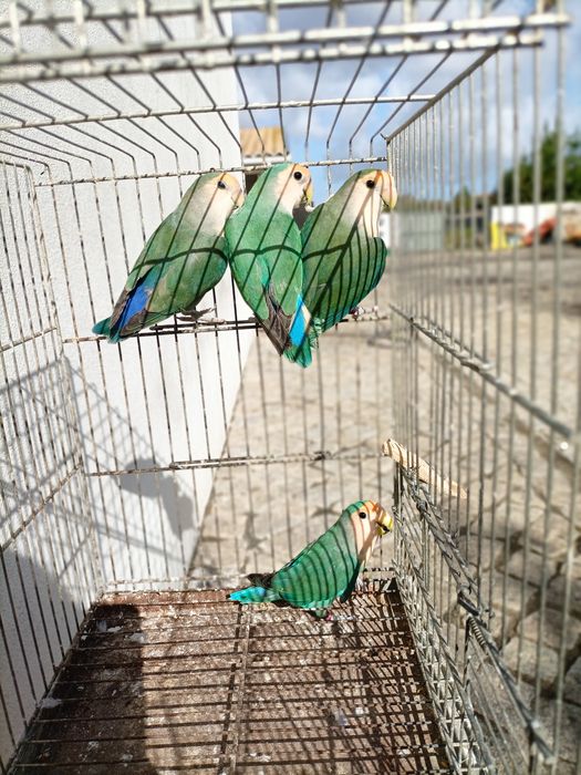Agapornis Roseicolis Machos