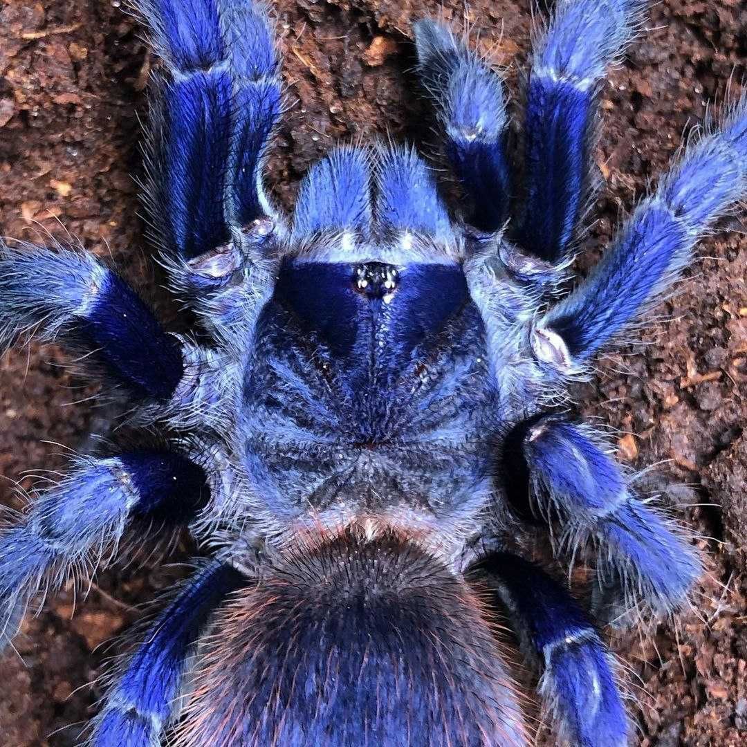 Голубые пауки птицееды новичкам тарантулы Pterinopelma sazimai малыши