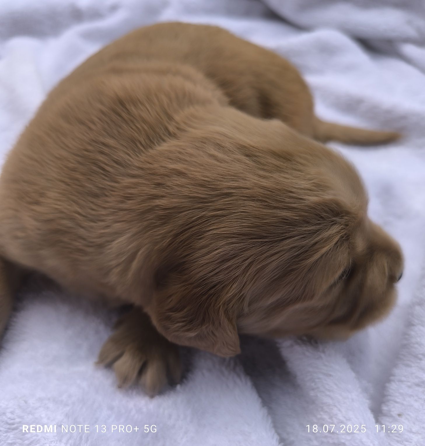 Złoty Chłopczyk Golden Retriever
