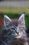 BARRY ... Kocurek Maine Coon