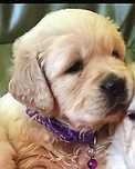 Golden Retriever ZkwP