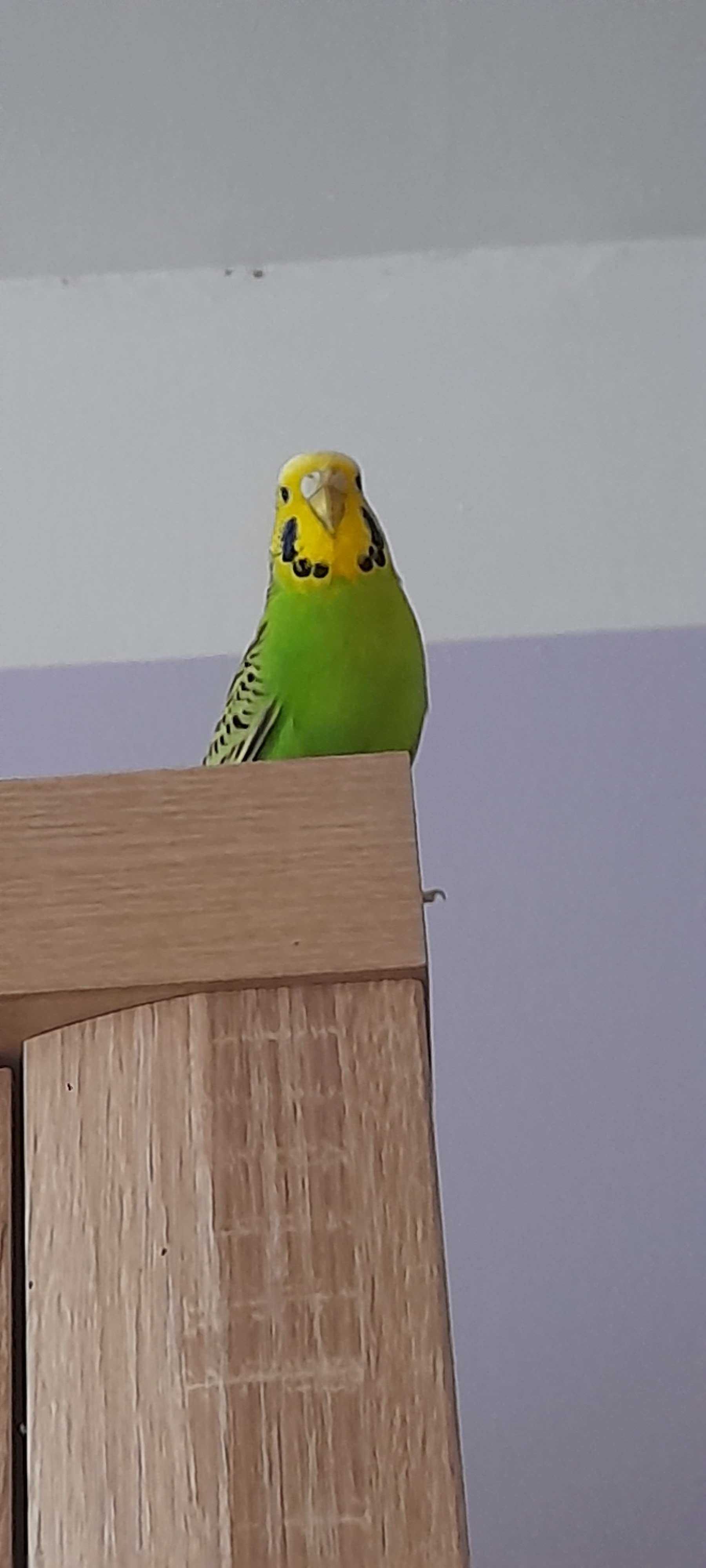 Papużki papugi faliste SAMCE zielone, zadbane młode zdrowe BUDGIES