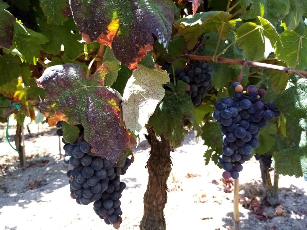 Vendo uvas tintas