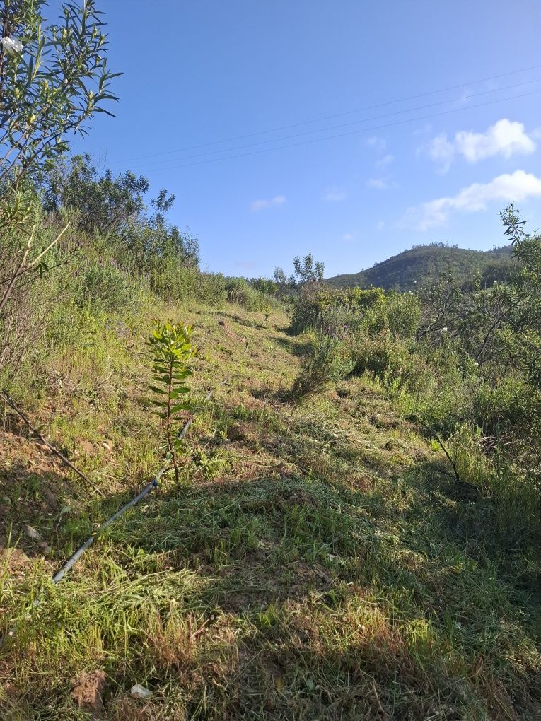 Limpeza de terrenos