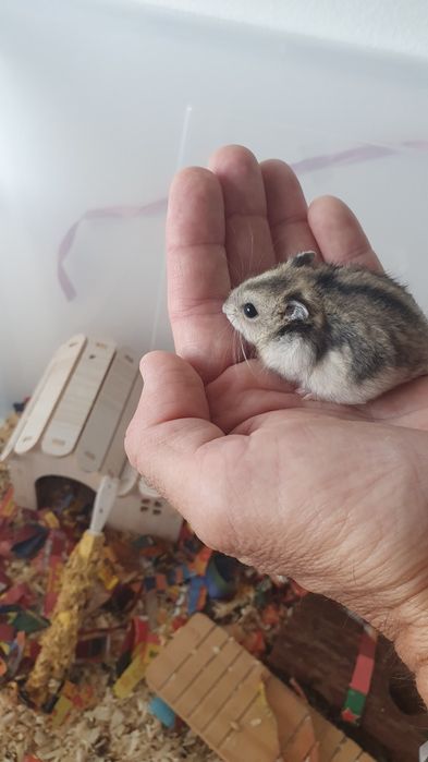 Hamsteres anões russos