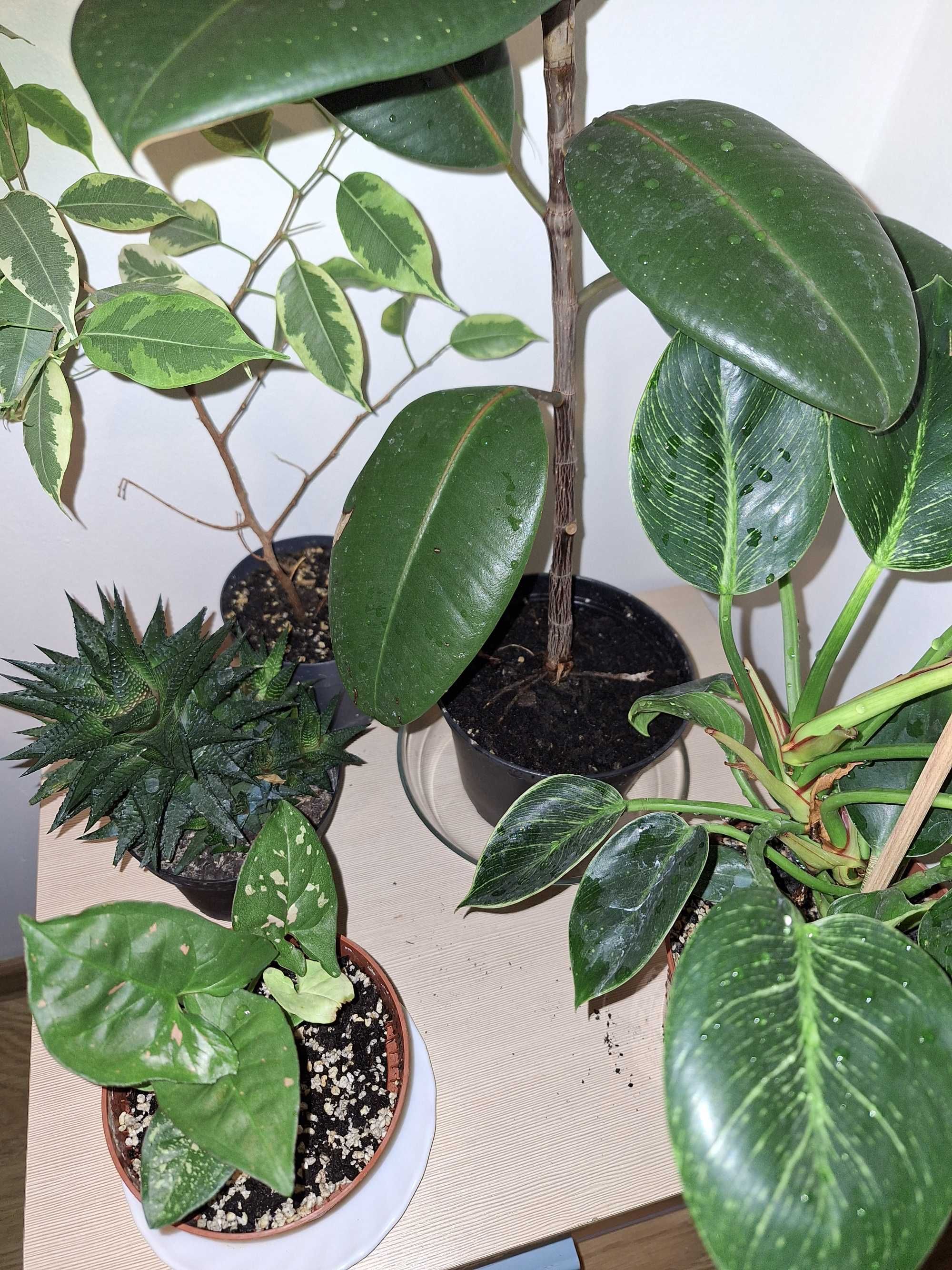 Syngonium, Fikus, Philodendron, kaktus- 5 roślin