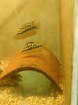 Trichromis Salvini