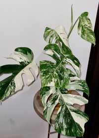 Monstera variegata 1