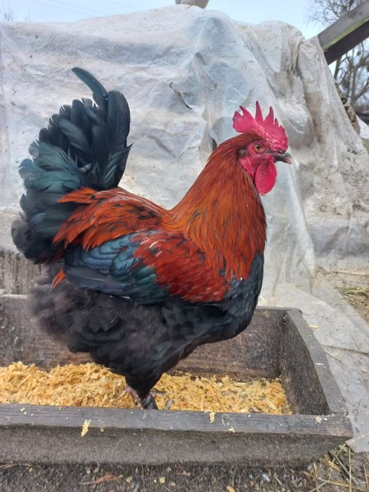 Півень Маран Чорно-Мідний