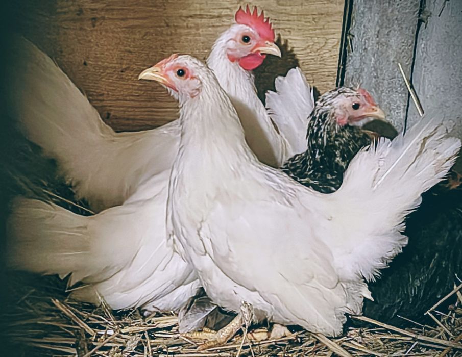 Sprzedam chabo z2025