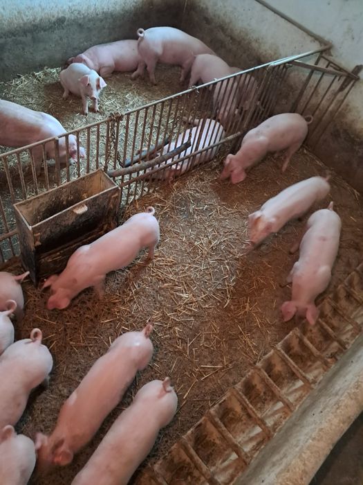 Prosięta z własnego gospodarswa