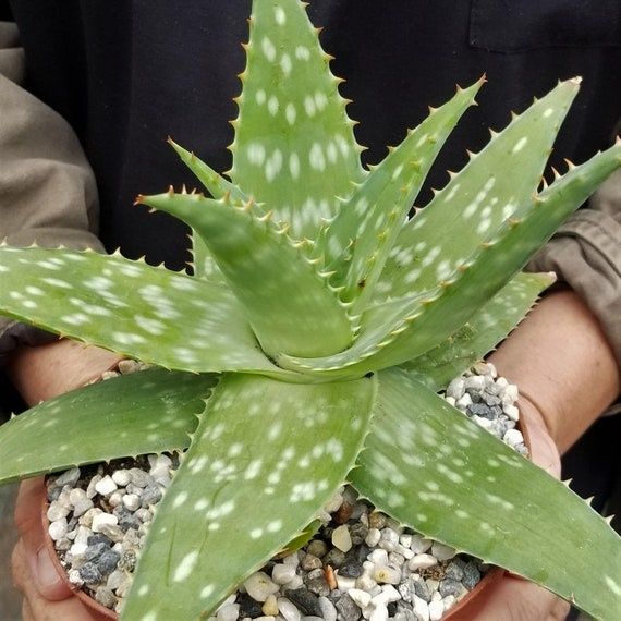 Aloe Macaluta sadzonki