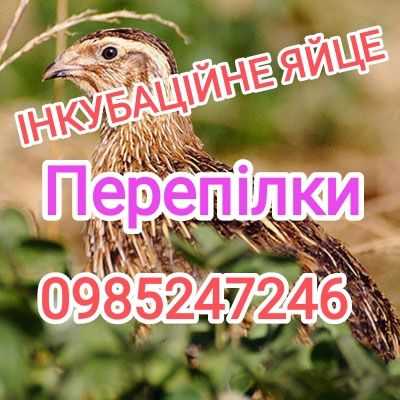 Інкубаційне яйце перепілки