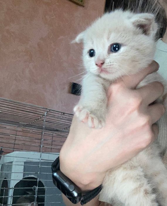 Продам шотландских вислоухих  котят!