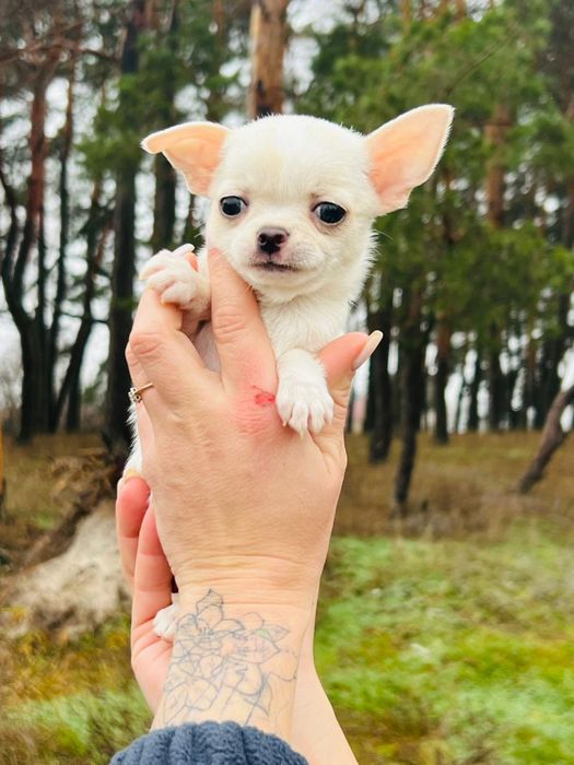 Детки чишки мальчик и девочки.