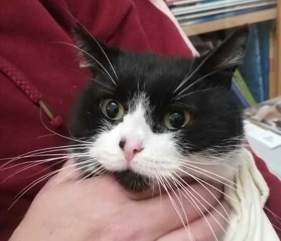 Bartek i Panan dwa kocurki do adopcji długo czekają na dom