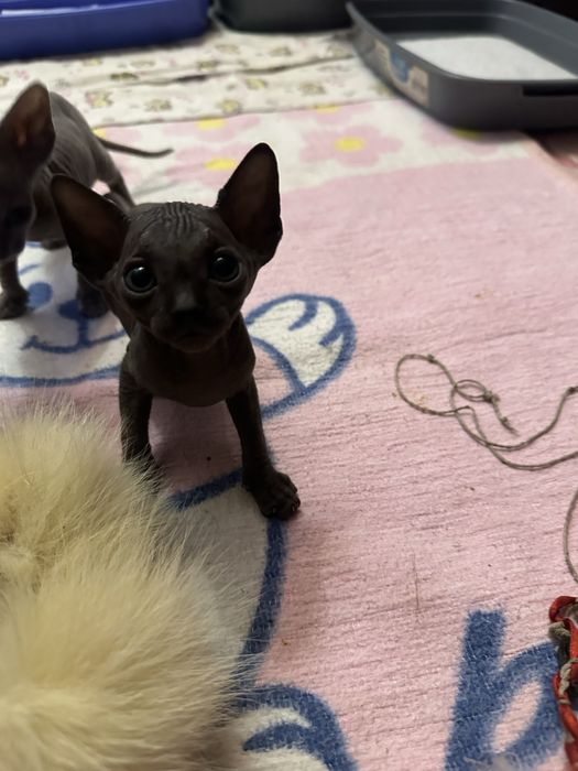 Кошенята канадский сфінкс