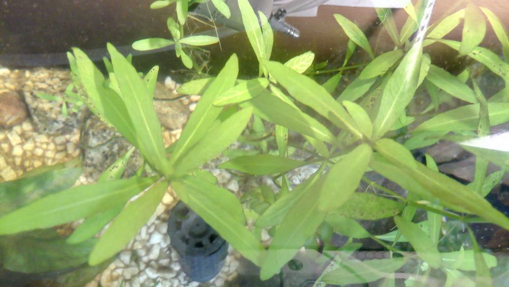 Nadwódka hygrophila corymbosa roślinka