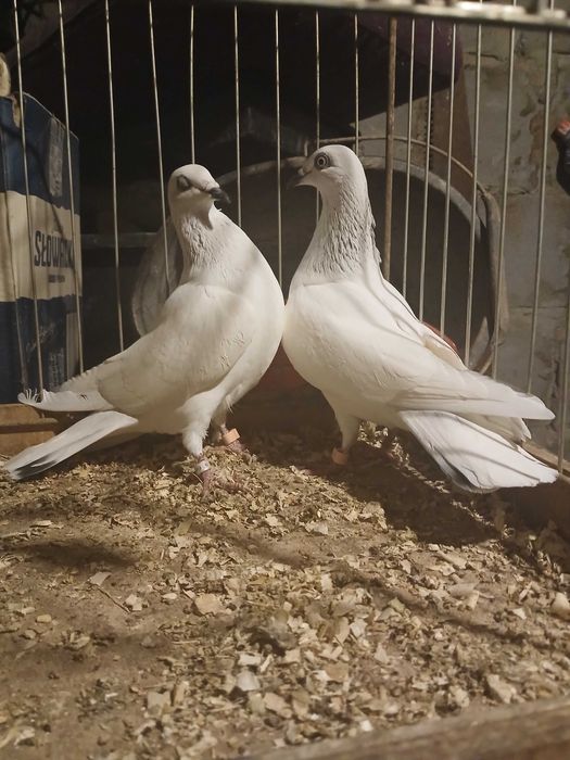 Sprzedam gołębie