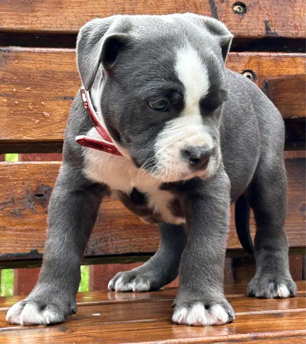 American Staffordshire Terrier piesek 3